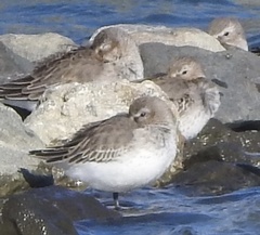 Calidris alpina
