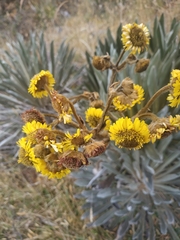 Espeletia boyacensis