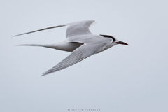 Sterna hirundinacea