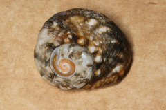 Lunella correensis