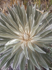 Espeletia boyacensis