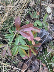 Sibbaldiopsis tridentata
