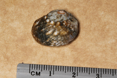 Lunella correensis