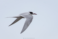 Sterna hirundinacea