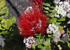 Metrosideros polymorpha