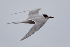 Sterna hirundinacea