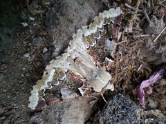 Acronyctodes mexicanaria