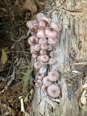 Mycena purpureofusca