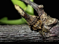 Cyphalonotus
