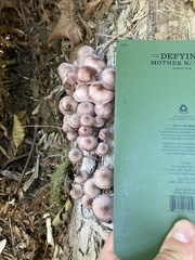 Mycena purpureofusca