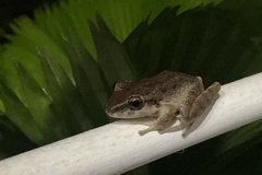 Craugastor crassidigitus