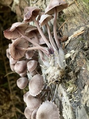 Mycena purpureofusca