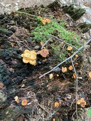 Craterellus tubaeformis