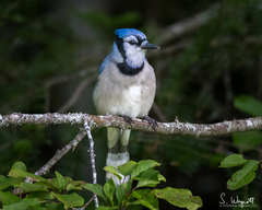 Cyanocitta cristata image