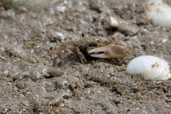 Leptuca uruguayensis