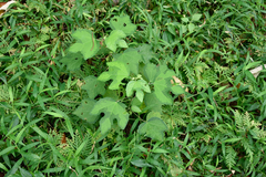 Urena procumbens