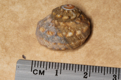 Lunella correensis