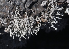 Stereocaulon vulcani