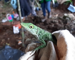 Anolis biporcatus