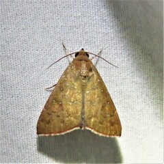 Anomis illita