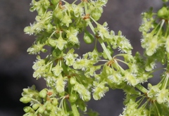 Rumex skottsbergii