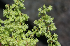 Rumex skottsbergii