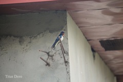 Hirundo lucida