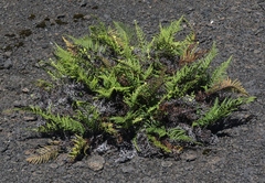 Pityrogramma austroamericana