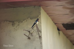 Hirundo lucida