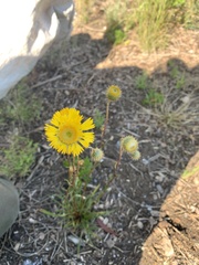 Podolepis linearifolia