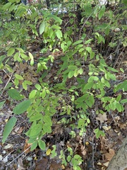 Lonicera canadensis