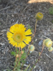 Podolepis linearifolia