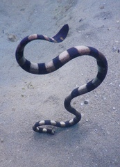 Hydrophis coggeri