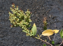 Rumex skottsbergii
