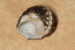 Lunella correensis