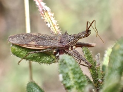 Nyllius australicus