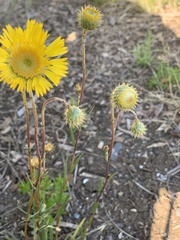 Podolepis linearifolia