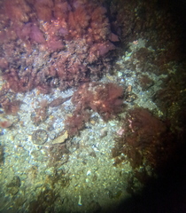 Myoxocephalus