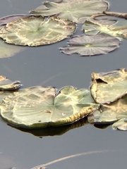 Nuphar variegata