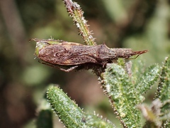 Nyllius australicus