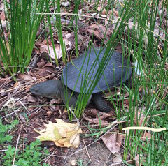 Chelodina oblonga