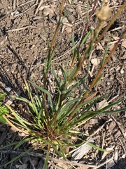 Podolepis linearifolia