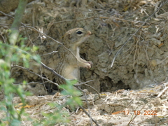 Ictidomys parvidens