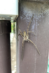 Cupiennius coccineus