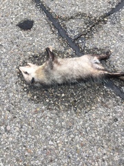 Didelphis virginiana