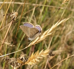 Hemiargus hanno hanno