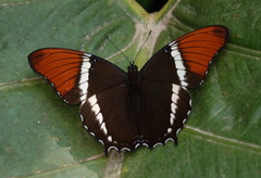 Siproeta epaphus epaphus