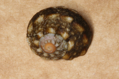 Lunella correensis