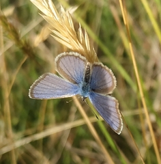 Hemiargus hanno hanno