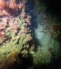 Myoxocephalus